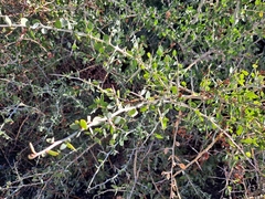 Ceanothus leucodermis
