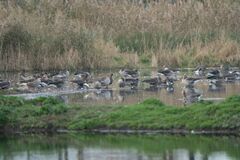 Anser albifrons albifrons