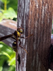 Polistes major major
