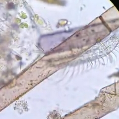 Chaetonotus