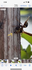 Polistes major major