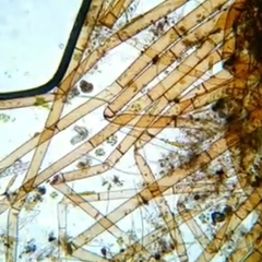 Chaetonotus