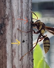 Polistes major major