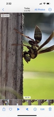 Polistes major major