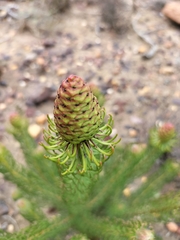 Leucadendron teretifolium