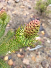 Leucadendron teretifolium