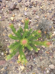 Leucadendron teretifolium