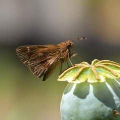 Cymaenes odilia