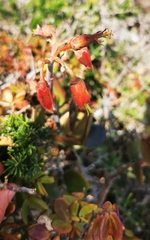 Cotyledon orbiculata