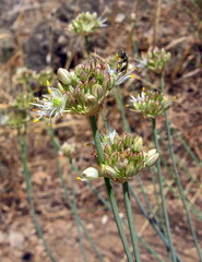 Allium marschalianum