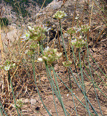 Allium marschalianum