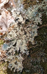Lobarina