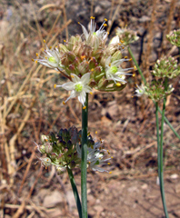 Allium marschalianum