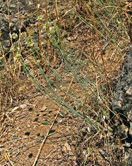 Allium marschalianum