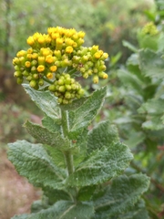 Senecio rigidus