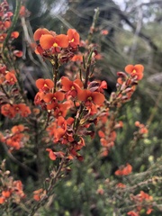 Dillwynia sericea