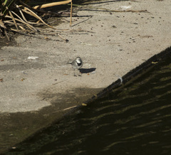 Motacilla alba
