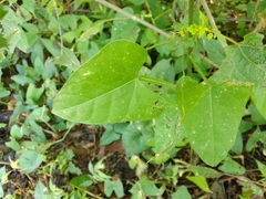 Centrosema sagittatum