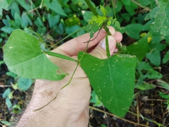 Centrosema sagittatum
