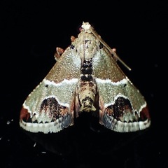 Arescoptera idiotypa