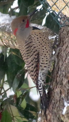 Colaptes auratus luteus × cafer