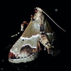 Arescoptera idiotypa