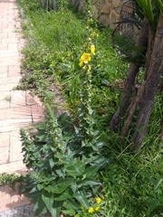 Verbascum virgatum