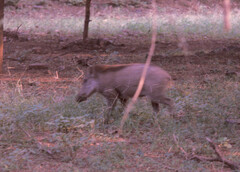 Sus scrofa cristatus