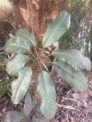 Heptapleurum actinophyllum