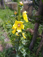 Verbascum virgatum