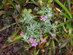 Glandularia × hybrida