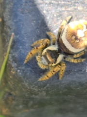 Phidippus arizonensis