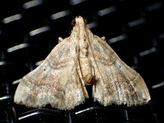 Scenedra decoratalis