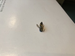 Vespula pensylvanica