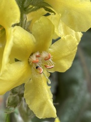 Verbascum densiflorum