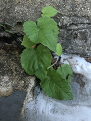 Campanula rapunculoides