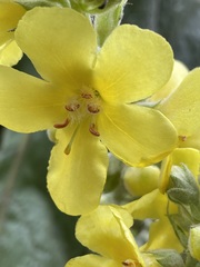 Verbascum densiflorum