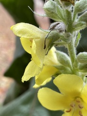 Verbascum densiflorum