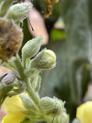 Verbascum densiflorum