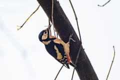 Dendrocopos major