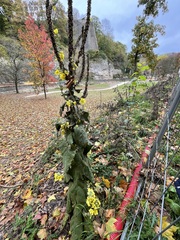 Verbascum densiflorum
