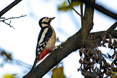 Dendrocopos major