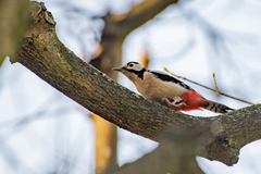 Dendrocopos major