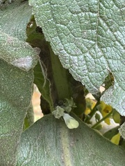 Verbascum densiflorum