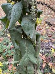 Verbascum densiflorum