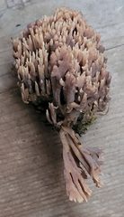 Ramaria apiculata brunnea