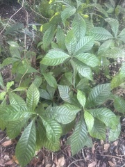 Psychotria nervosa