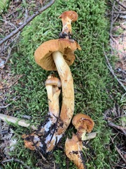 Aureonarius limonius