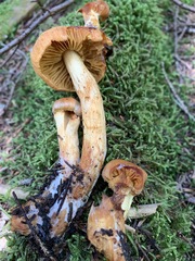 Aureonarius limonius