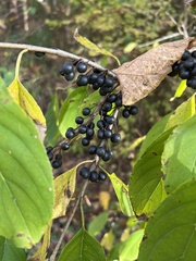 Rhamneae